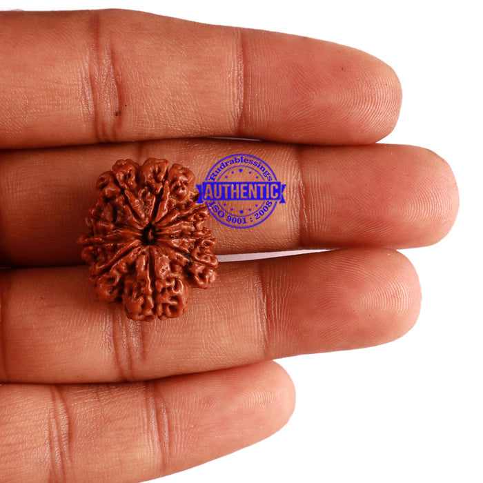 9 Mukhi Nepalese Rudraksha - Bead No. 280