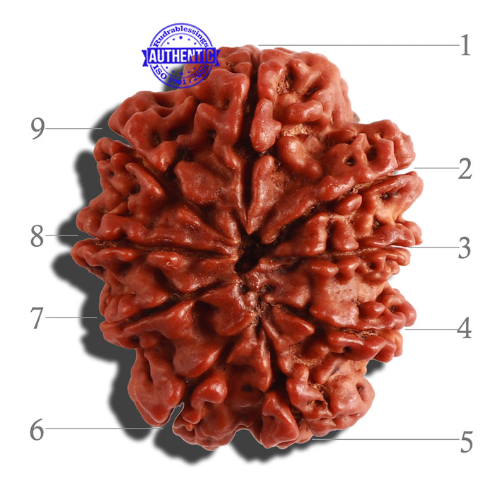 9 Mukhi Nepalese Rudraksha - Bead No. 280