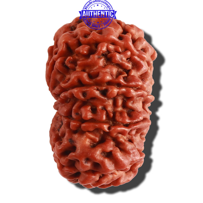 9 Mukhi Nepalese Rudraksha - Bead No. 280