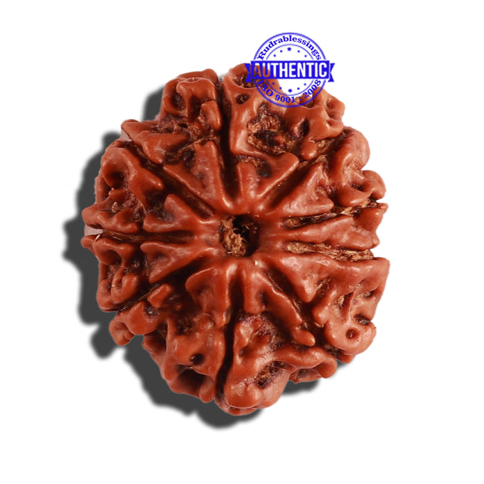 9 Mukhi Nepalese Rudraksha - Bead No. 281