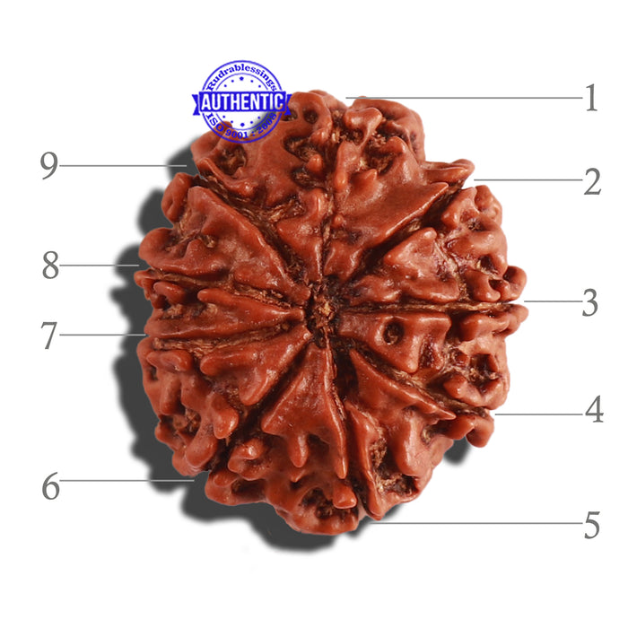 9 Mukhi Nepalese Rudraksha - Bead No. 281