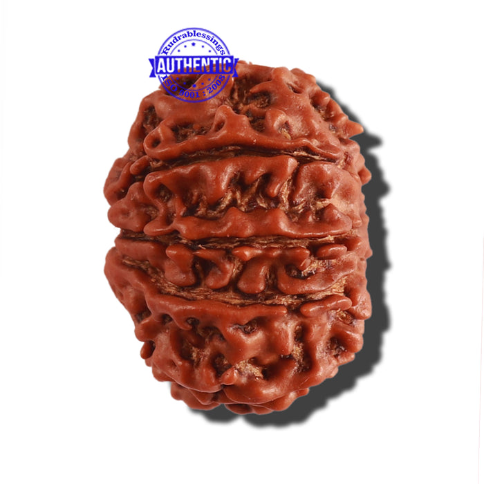 9 Mukhi Nepalese Rudraksha - Bead No. 281