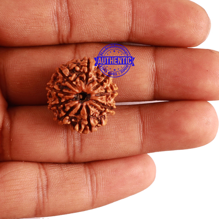 9 Mukhi Nepalese Rudraksha - Bead No. 283