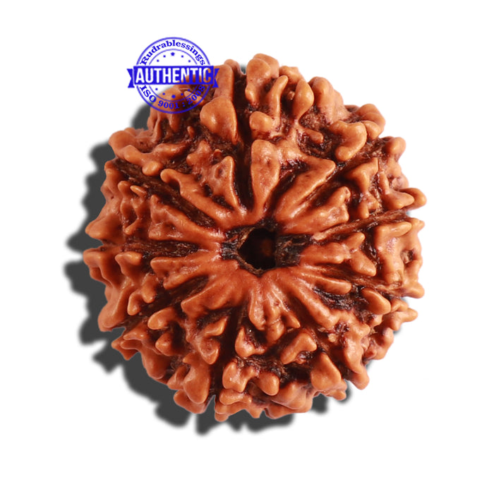 9 Mukhi Nepalese Rudraksha - Bead No. 283