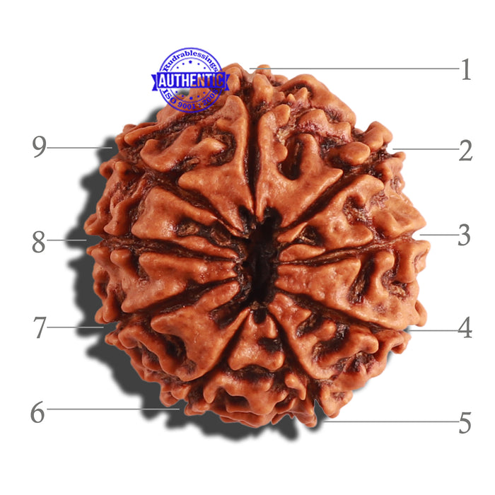 9 Mukhi Nepalese Rudraksha - Bead No. 283
