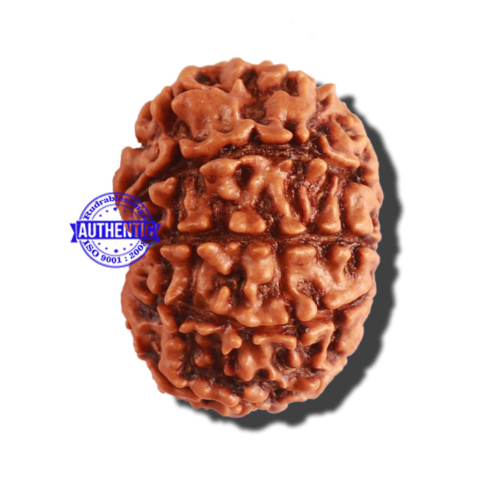 9 Mukhi Nepalese Rudraksha - Bead No. 283