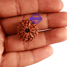Load image into Gallery viewer, 9 Mukhi Nepalese Rudraksha - Bead No. 284
