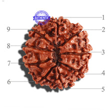 Load image into Gallery viewer, 9 Mukhi Nepalese Rudraksha - Bead No. 284
