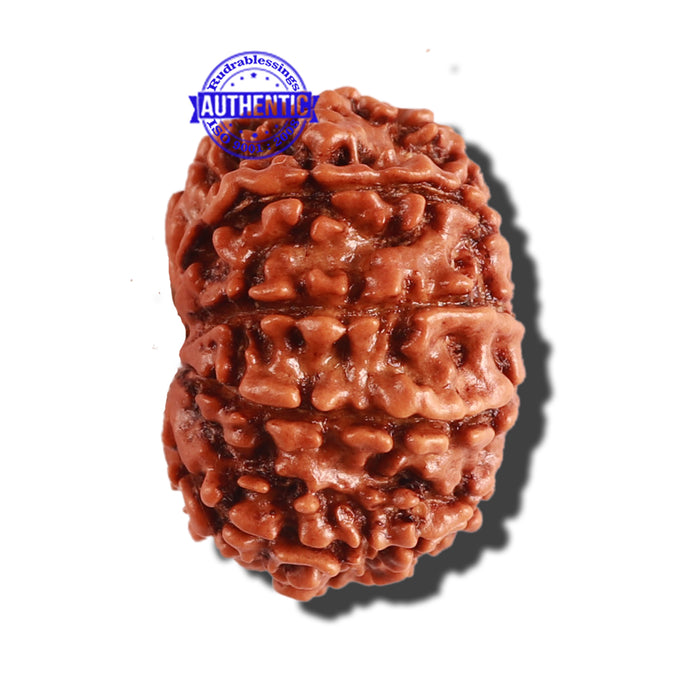 9 Mukhi Nepalese Rudraksha - Bead No. 284