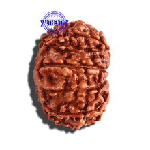 Load image into Gallery viewer, 9 Mukhi Nepalese Rudraksha - Bead No. 284
