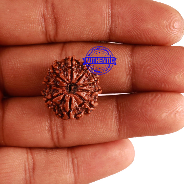 9 Mukhi Nepalese Rudraksha - Bead No. 285