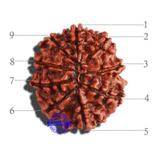 Load image into Gallery viewer, 9 Mukhi Nepalese Rudraksha - Bead No. 285

