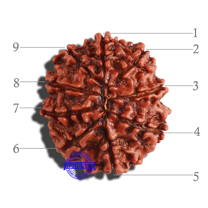 9 Mukhi Nepalese Rudraksha - Bead No. 285