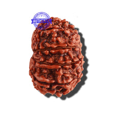 Load image into Gallery viewer, 9 Mukhi Nepalese Rudraksha - Bead No. 285
