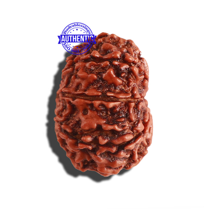 9 Mukhi Nepalese Rudraksha - Bead No. 285