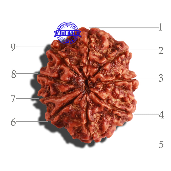 9 Mukhi Nepalese Rudraksha - Bead No. 286