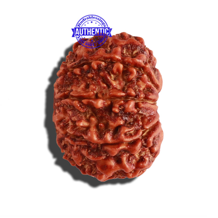 9 Mukhi Nepalese Rudraksha - Bead No. 286