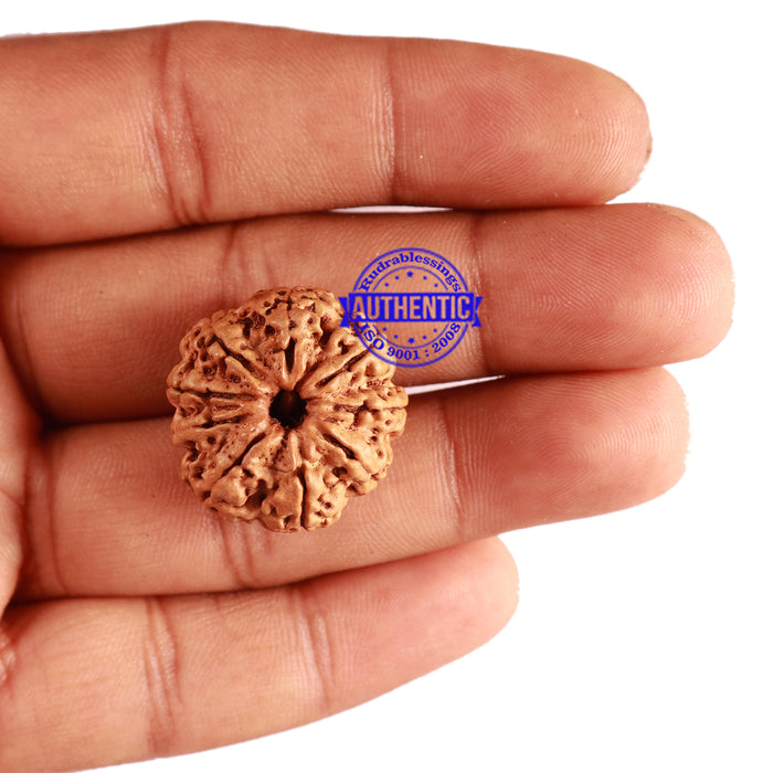 9 Mukhi Nepalese Rudraksha - Bead No. 287