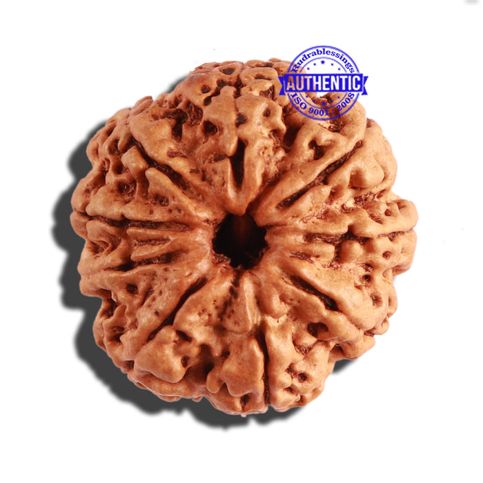 9 Mukhi Nepalese Rudraksha - Bead No. 287