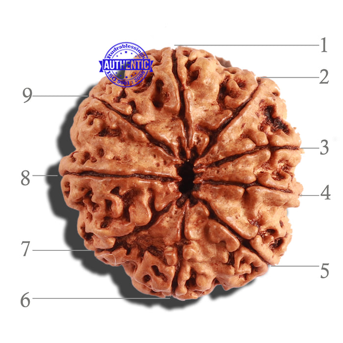 9 Mukhi Nepalese Rudraksha - Bead No. 287