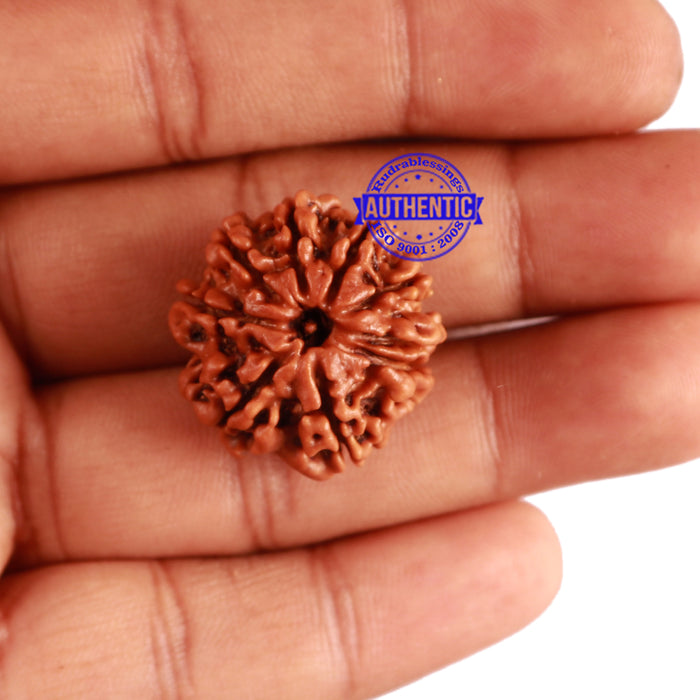 9 Mukhi Nepalese Rudraksha - Bead No. 288