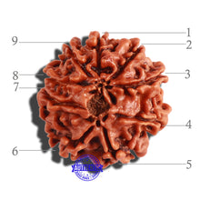 Load image into Gallery viewer, 9 Mukhi Nepalese Rudraksha - Bead No. 288
