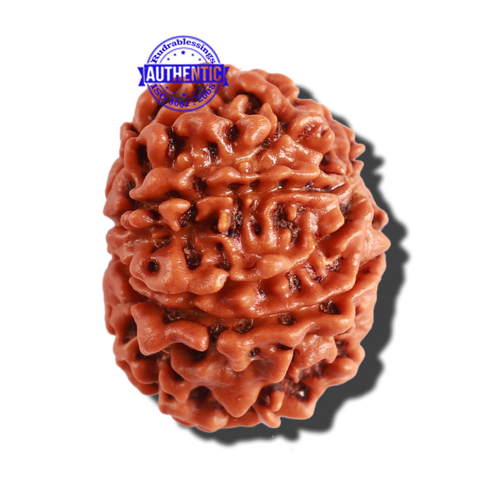9 Mukhi Nepalese Rudraksha - Bead No. 288