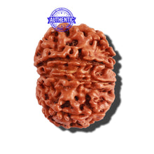 Load image into Gallery viewer, 9 Mukhi Nepalese Rudraksha - Bead No. 289
