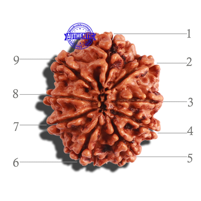 9 Mukhi Nepalese Rudraksha - Bead No. 290