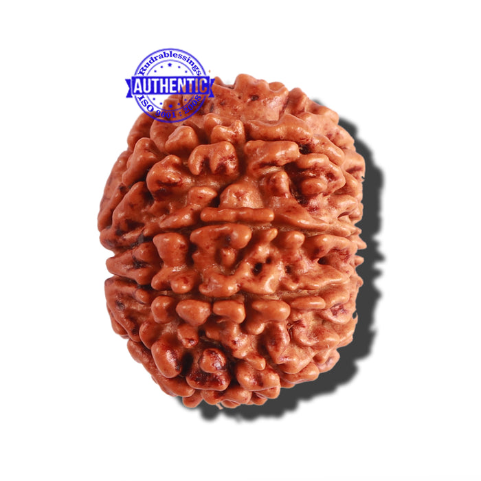 9 Mukhi Nepalese Rudraksha - Bead No. 290