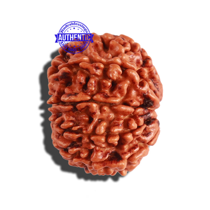 9 Mukhi Nepalese Rudraksha - Bead No. 290
