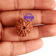 Load image into Gallery viewer, 9 Mukhi Nepalese Rudraksha - Bead No. 291
