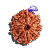 Load image into Gallery viewer, 9 Mukhi Nepalese Rudraksha - Bead No. 291
