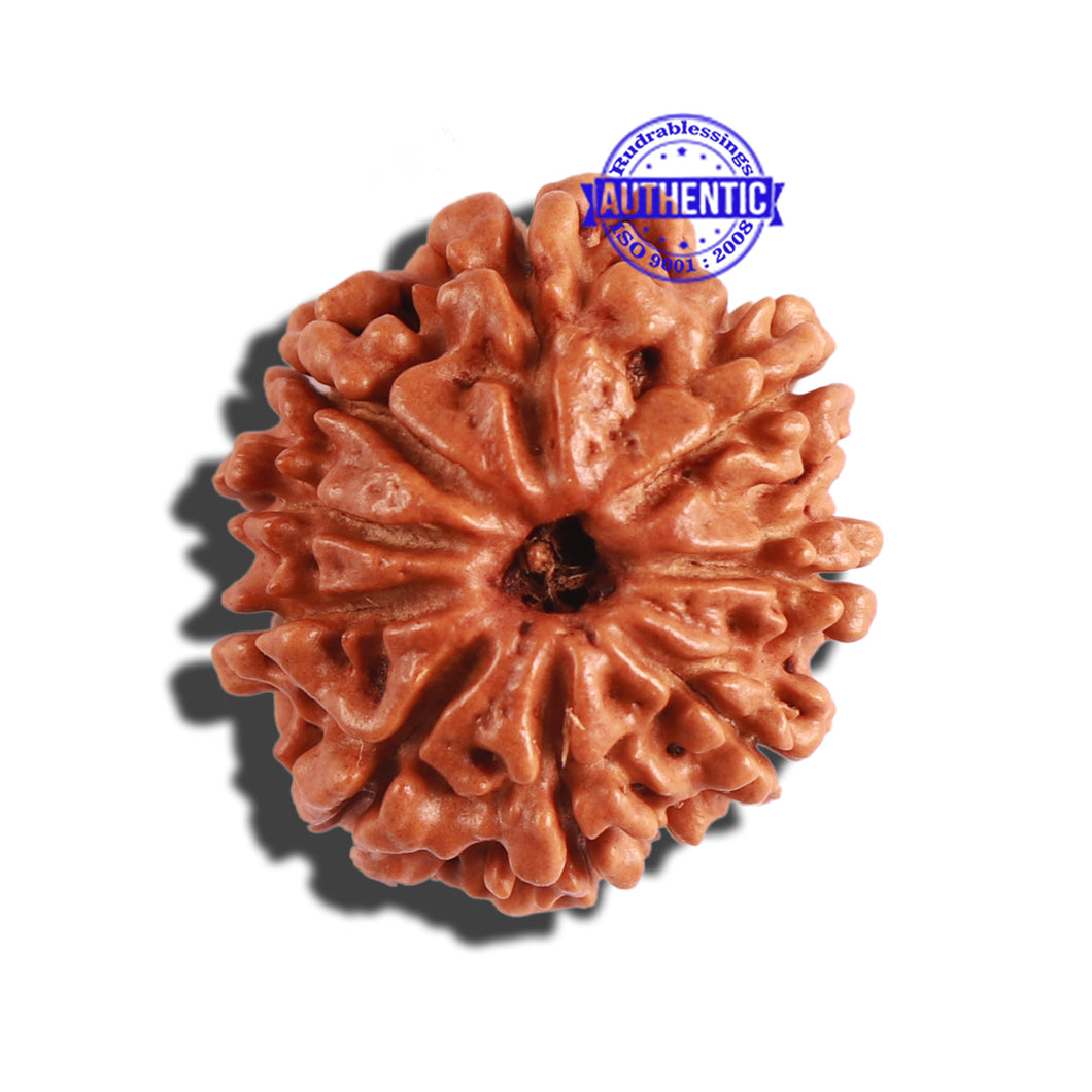 9 Mukhi Nepalese Rudraksha - Bead No. 291