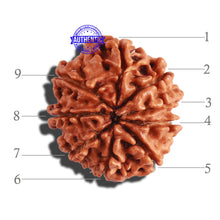 Load image into Gallery viewer, 9 Mukhi Nepalese Rudraksha - Bead No. 291
