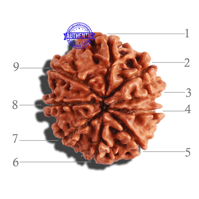 9 Mukhi Nepalese Rudraksha - Bead No. 291