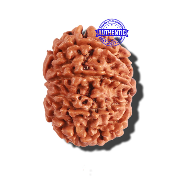 9 Mukhi Nepalese Rudraksha - Bead No. 291