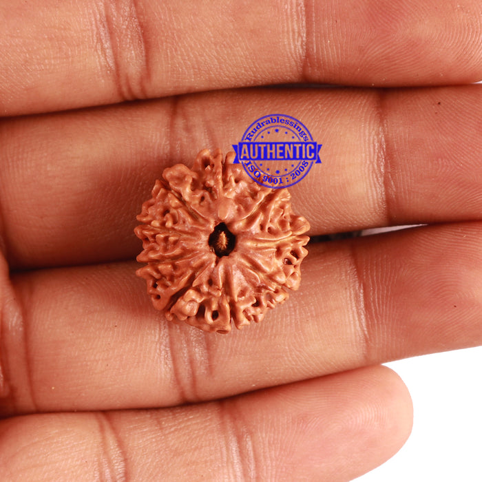 9 Mukhi Nepalese Rudraksha - Bead No. 292