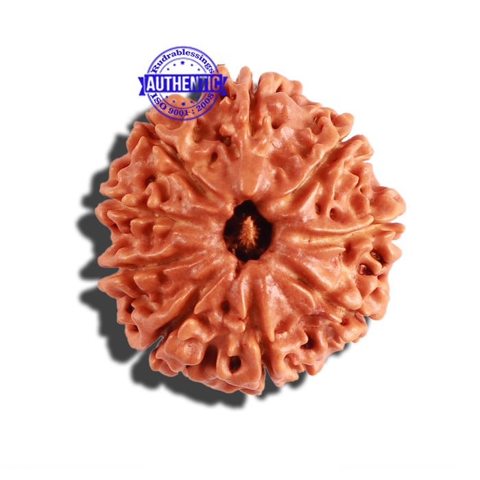 9 Mukhi Nepalese Rudraksha - Bead No. 292