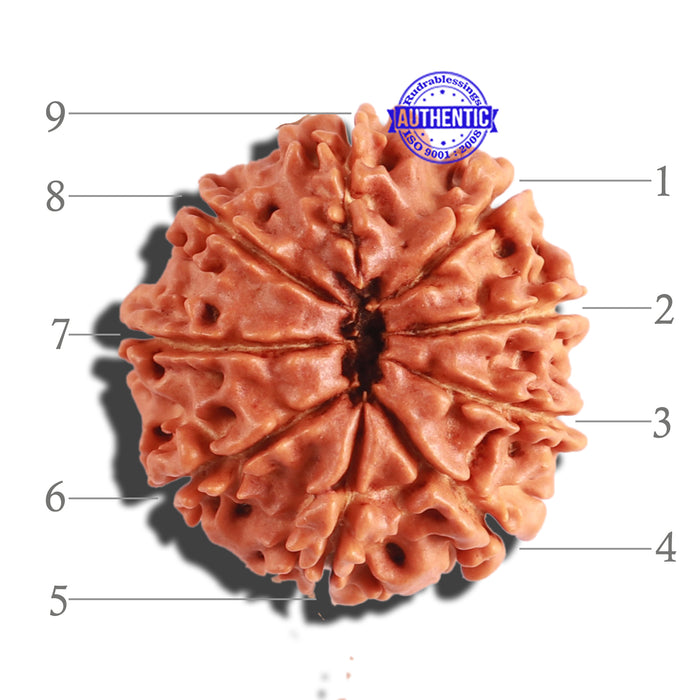 9 Mukhi Nepalese Rudraksha - Bead No. 292