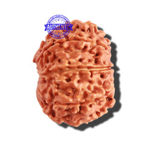 Load image into Gallery viewer, 9 Mukhi Nepalese Rudraksha - Bead No. 292

