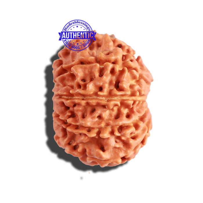 9 Mukhi Nepalese Rudraksha - Bead No. 292