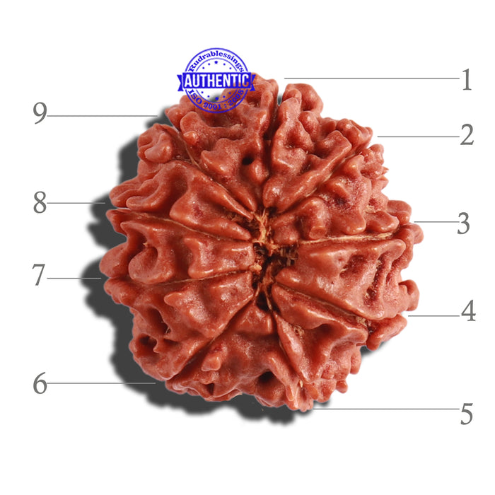 9 Mukhi Nepalese Rudraksha - Bead No. 293