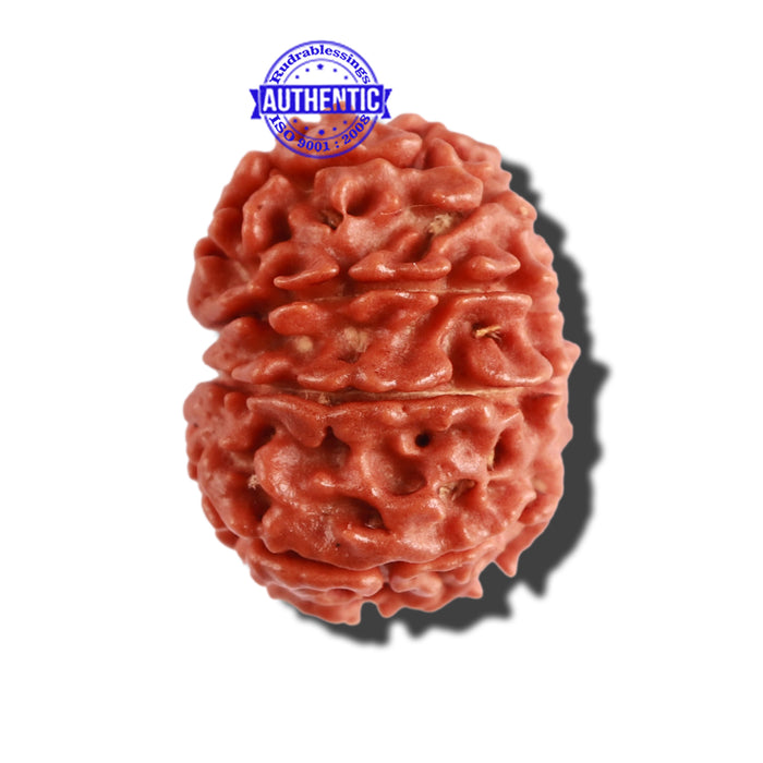 9 Mukhi Nepalese Rudraksha - Bead No. 293
