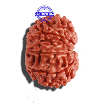 Load image into Gallery viewer, 9 Mukhi Nepalese Rudraksha - Bead No. 293
