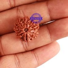 Load image into Gallery viewer, 9 Mukhi Nepalese Rudraksha - Bead No. 294
