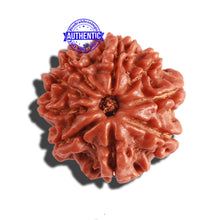 Load image into Gallery viewer, 9 Mukhi Nepalese Rudraksha - Bead No. 294
