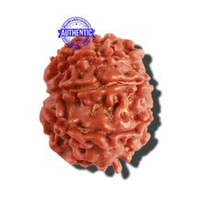 Load image into Gallery viewer, 9 Mukhi Nepalese Rudraksha - Bead No. 294
