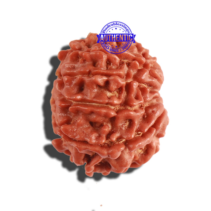 9 Mukhi Nepalese Rudraksha - Bead No. 294
