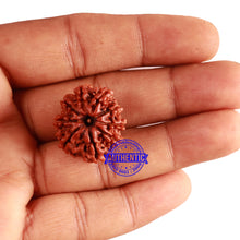 Load image into Gallery viewer, 9 Mukhi Nepalese Rudraksha - Bead No. 296
